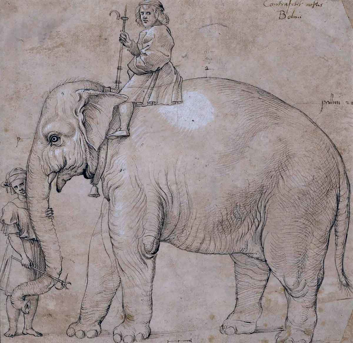 hanno raphael drawing