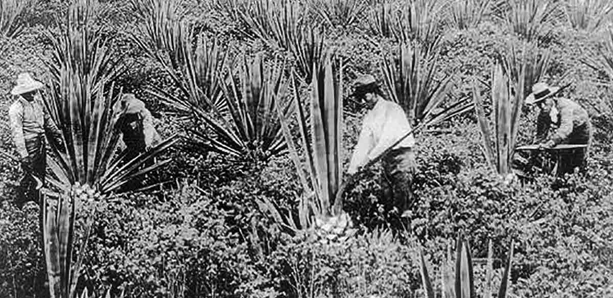 japanese workers plantation pidgin