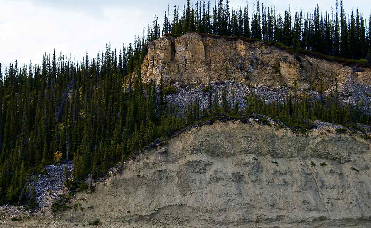 mackenzie river trees pidgin languages