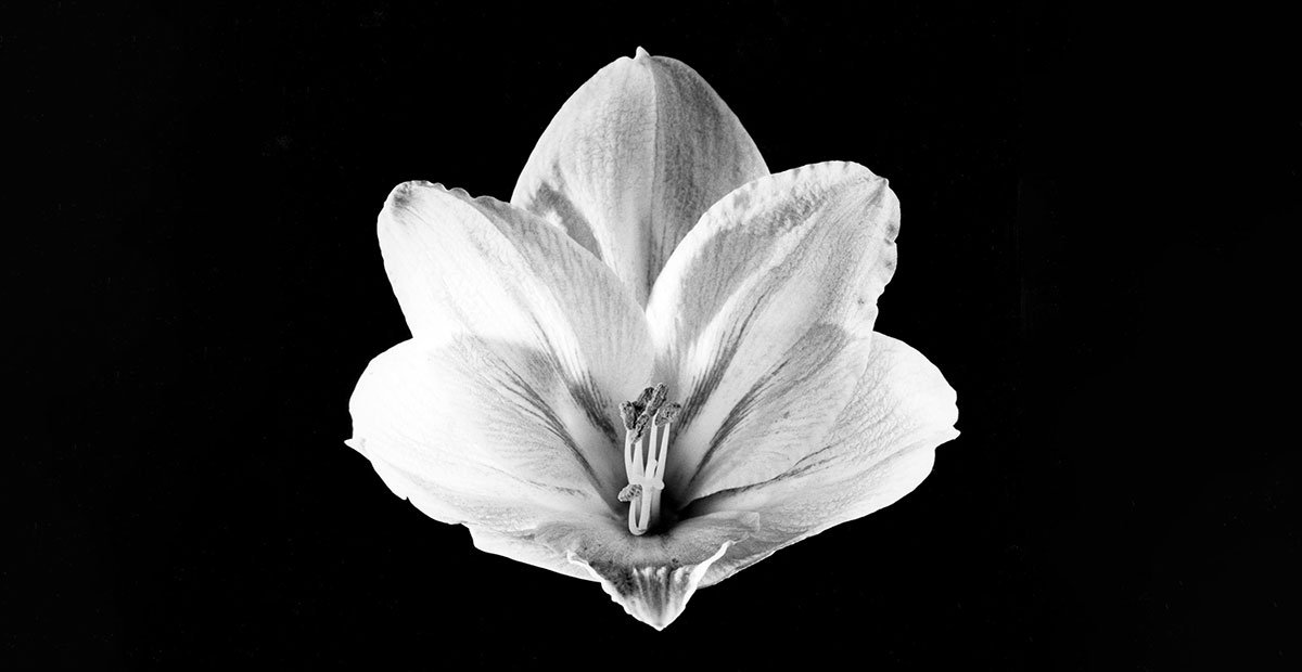 mapplethorpe flower photograph