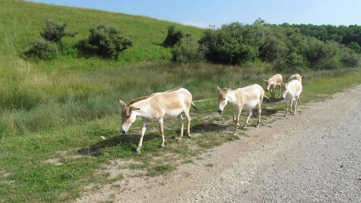 onager wild asses photograph