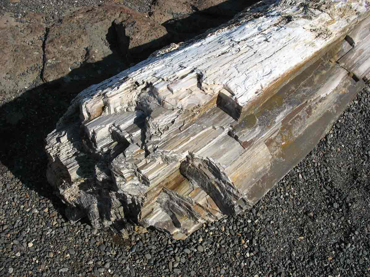 petrified wood vantage