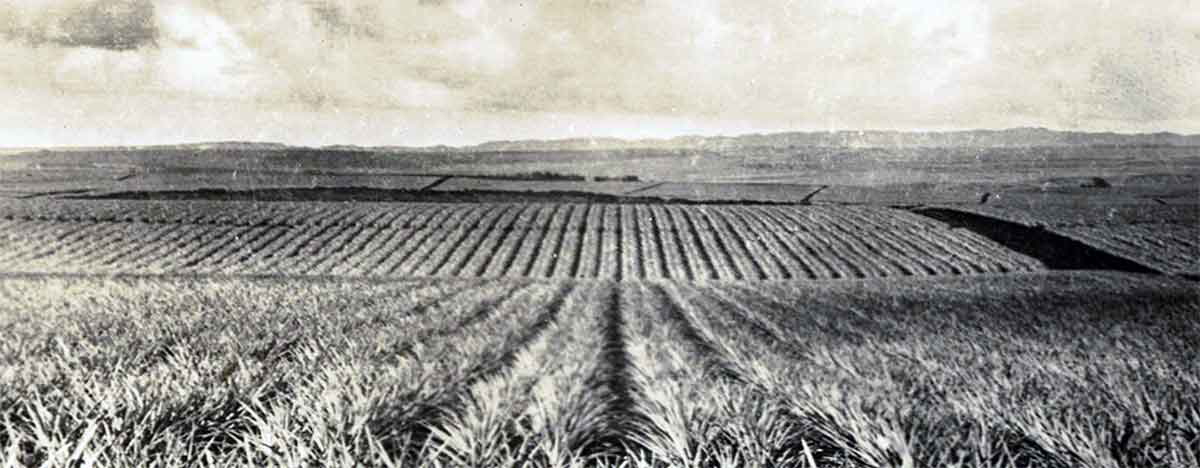 pineapple fields hawaii pidgin