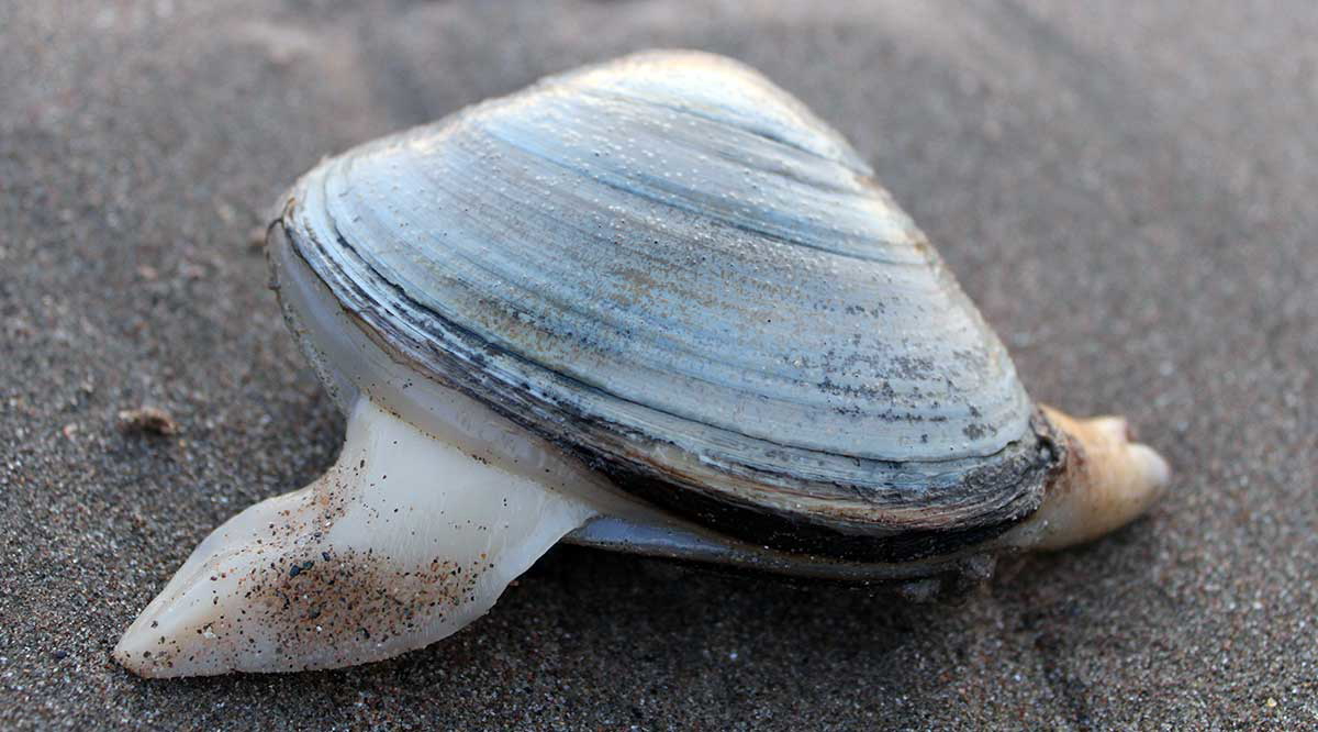 quahog nova scotia