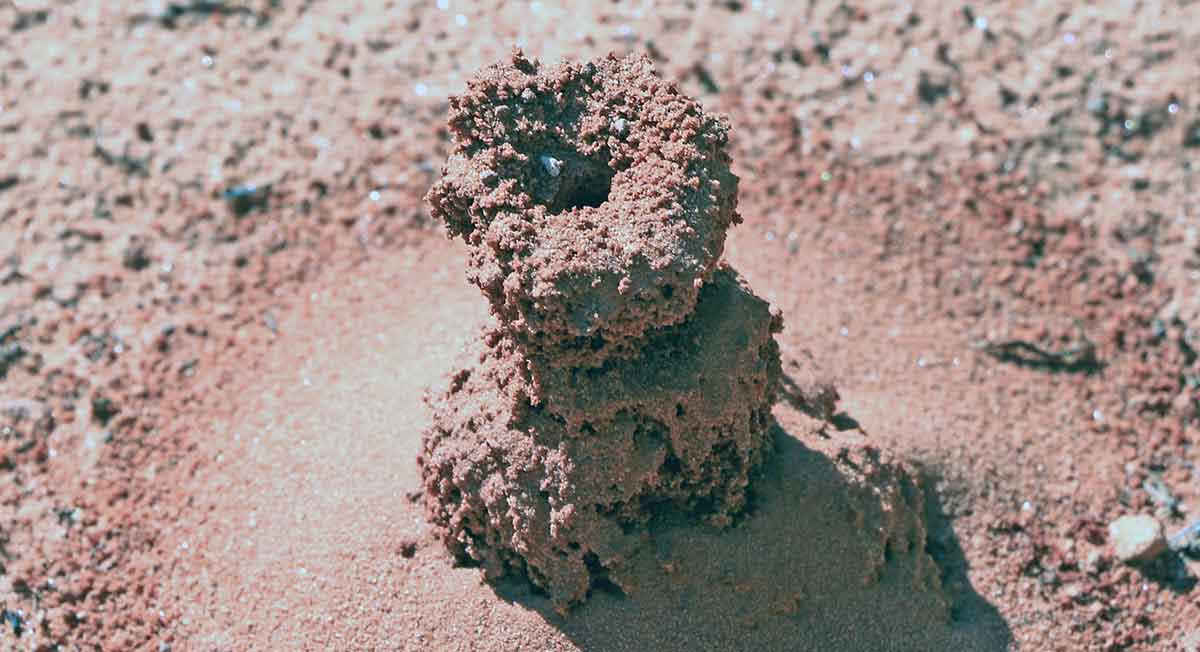 red ant hill