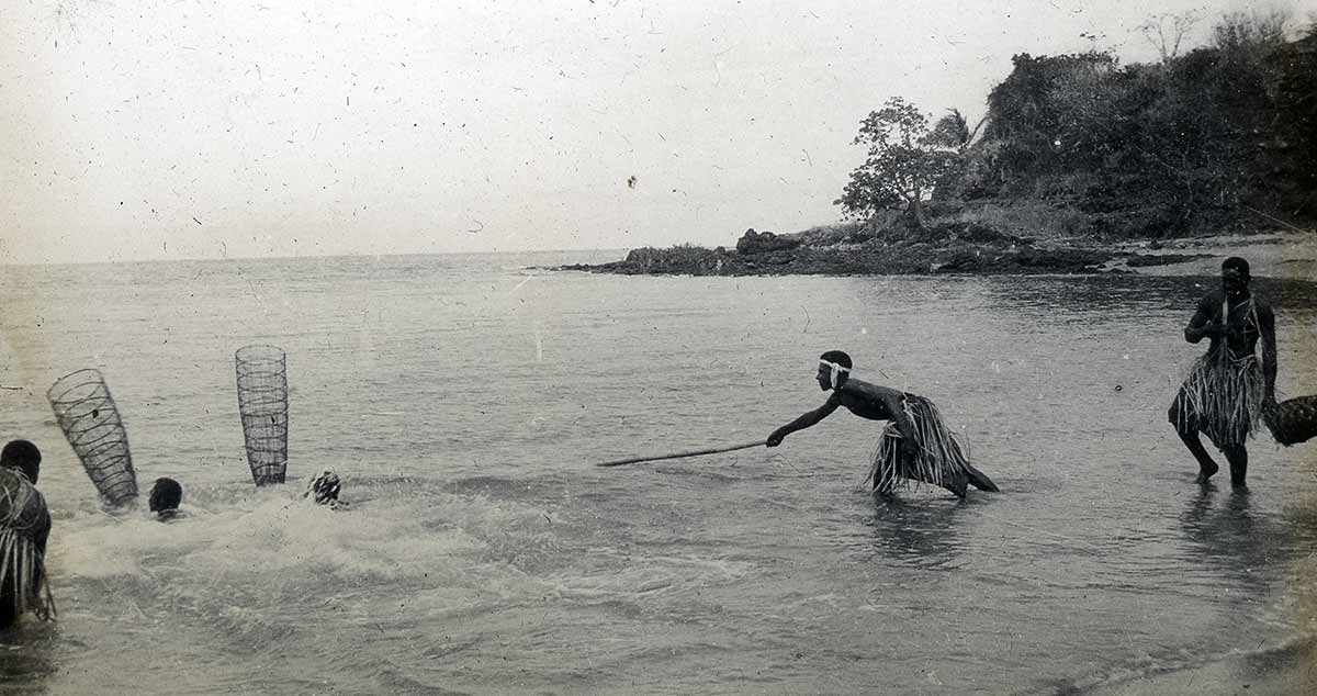 sardines catching torres strait