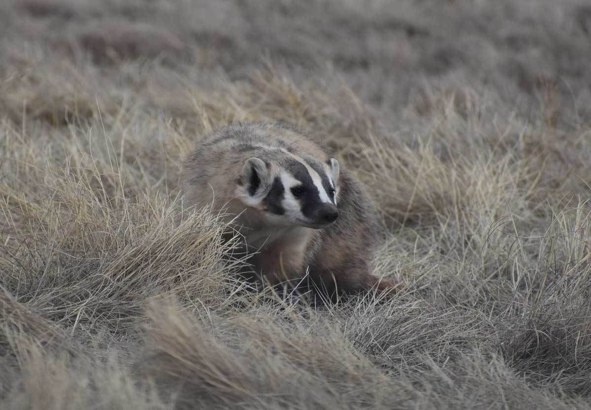 scablands badger animal