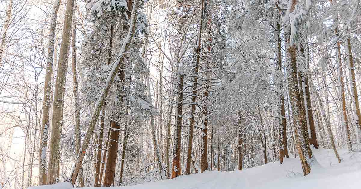 snow trees morning