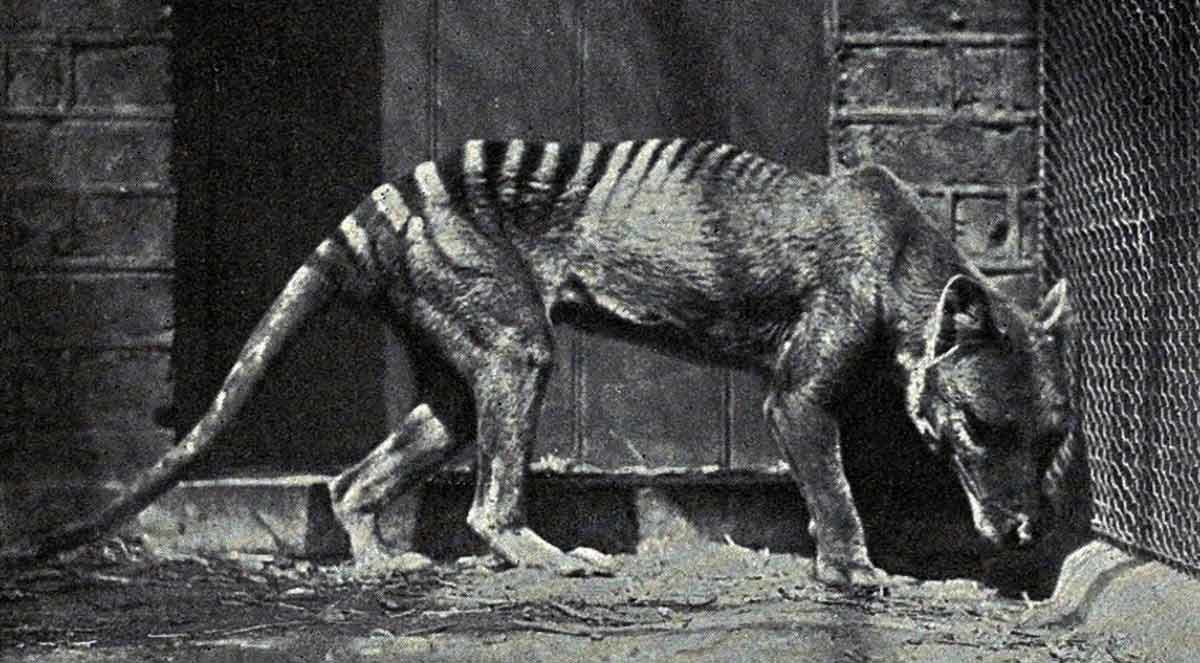 tasmanian tiger 1903