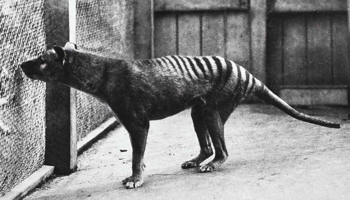 tasmanian tiger zoo