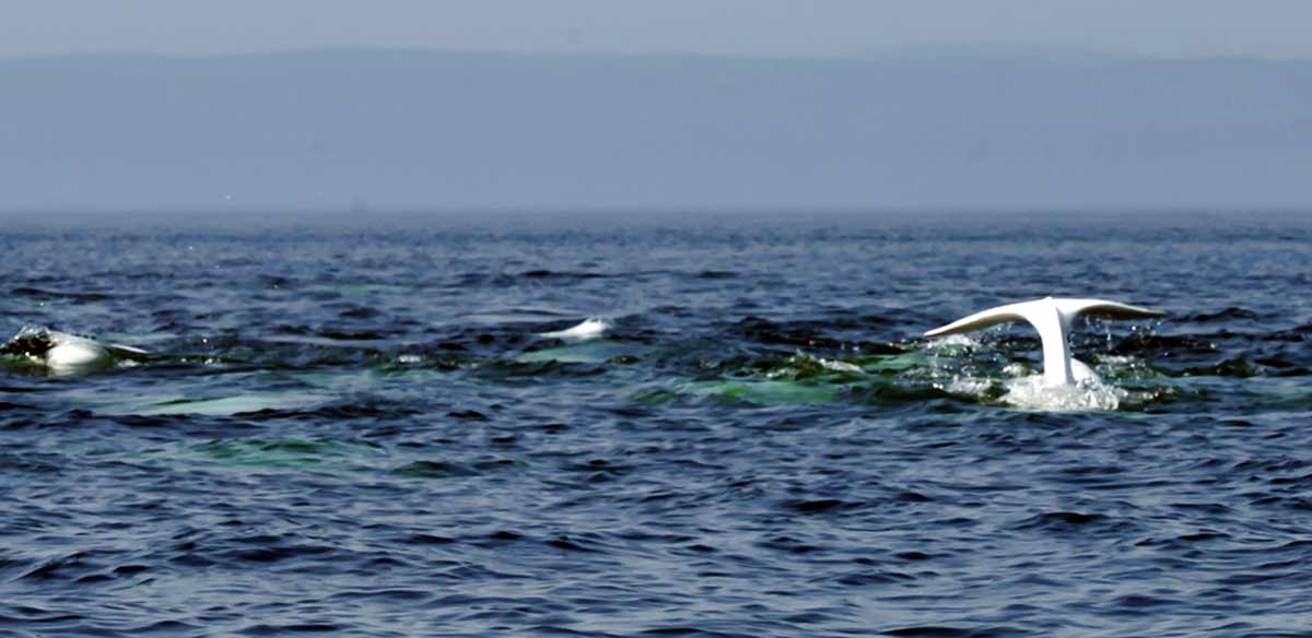 whale st lawrence river pidgin languages