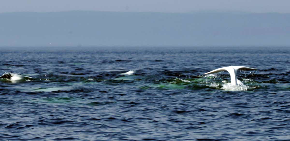 whale st lawrence river pidgin languages