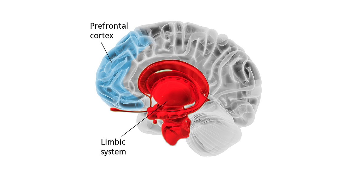 Brain Diagram illustration