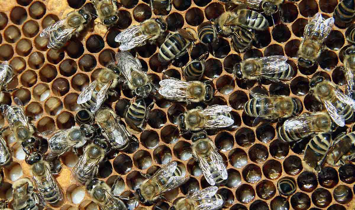 Fable Bees Poem