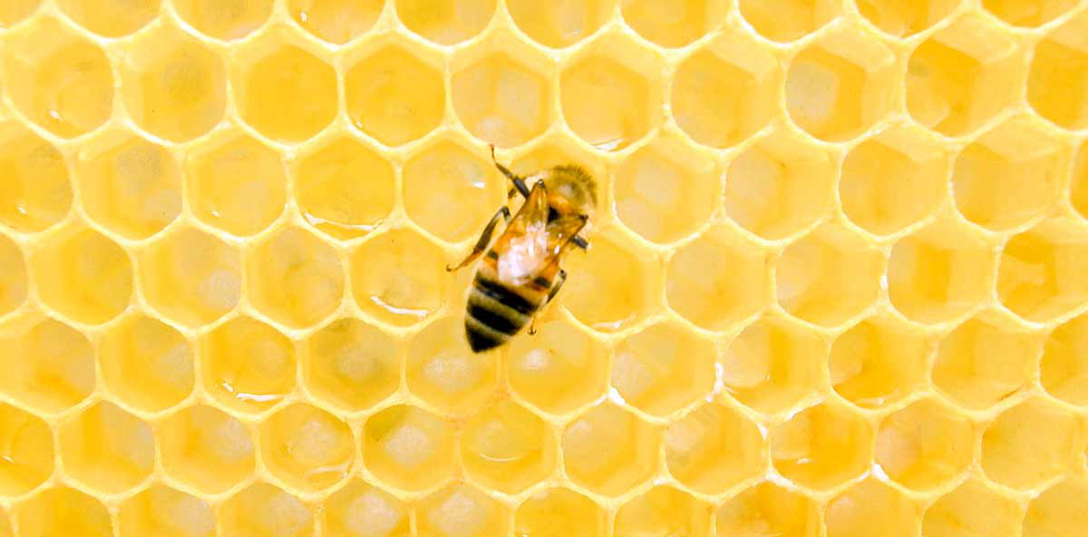 Mandeville Economics fable