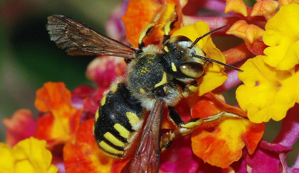 The Grumbling Hive