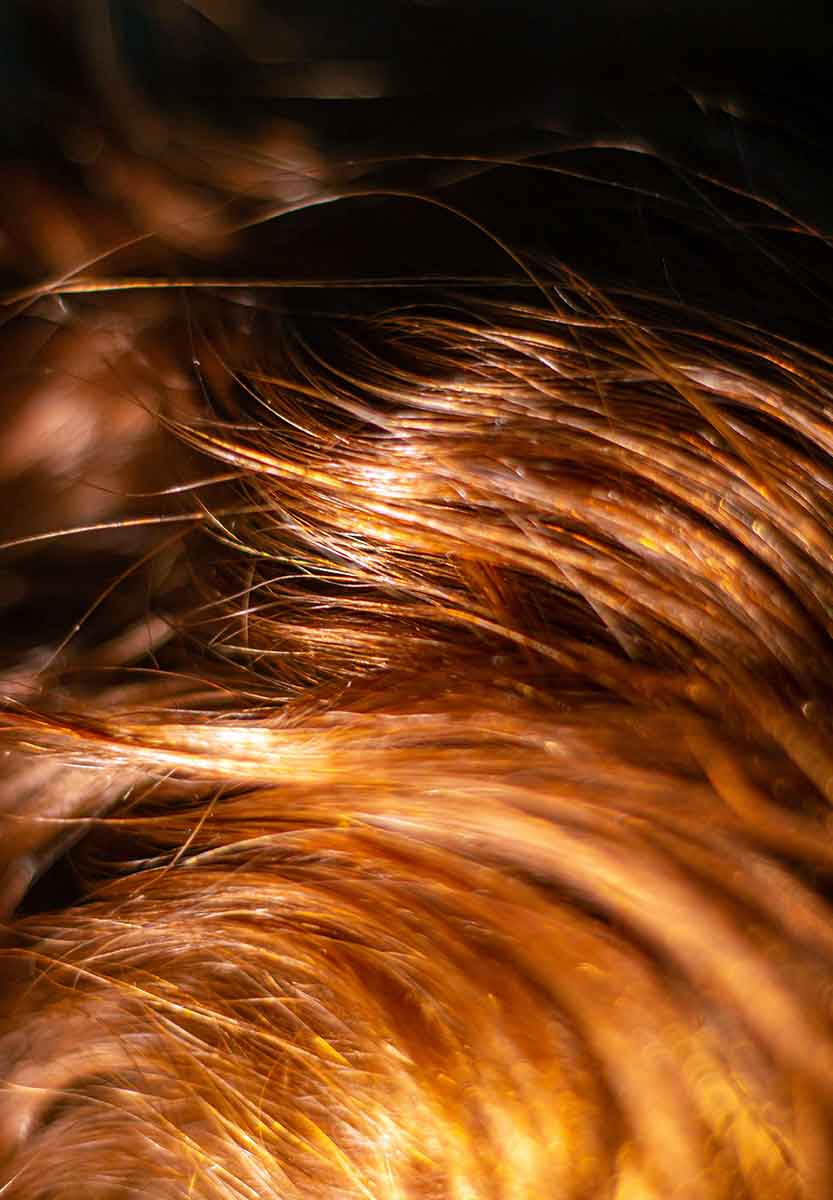 auburn hair