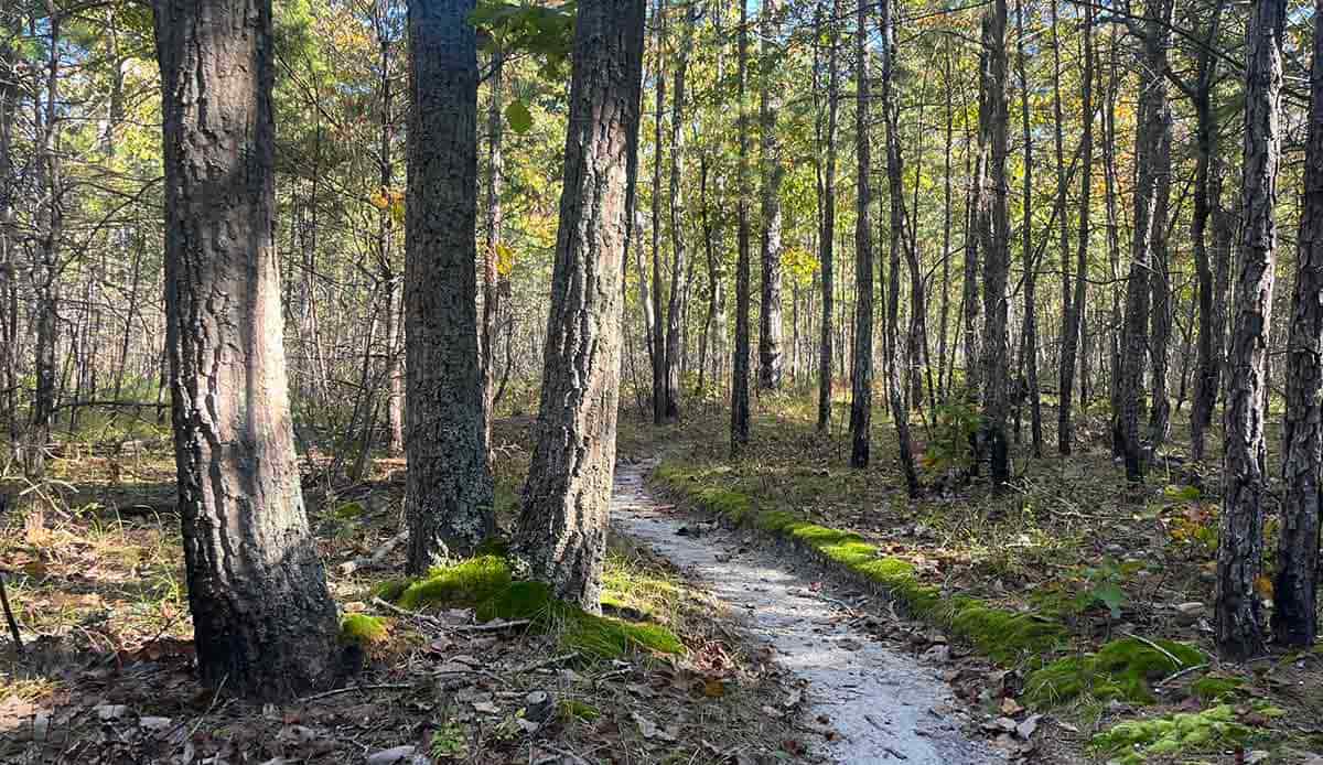 batona trail sandy