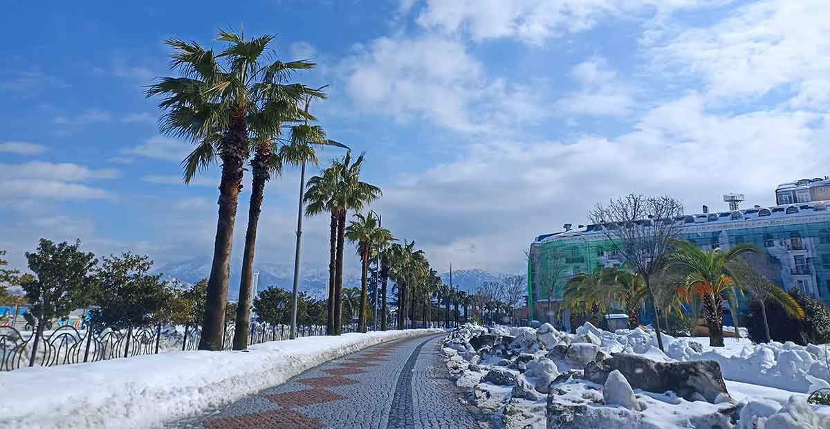 batumi palm trees snow