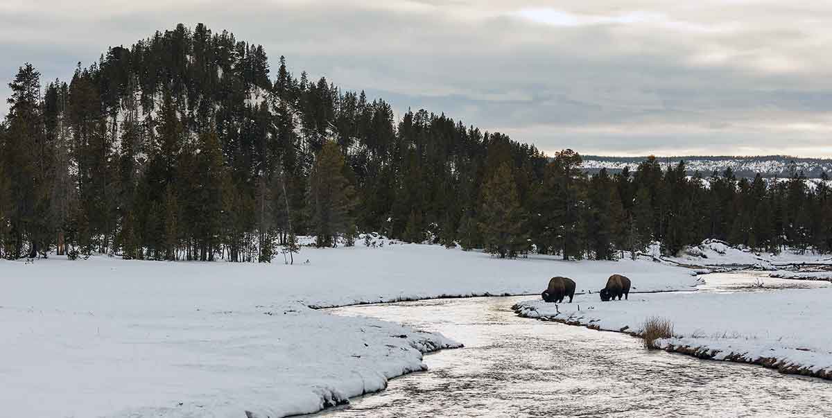 bison at nez perce creek