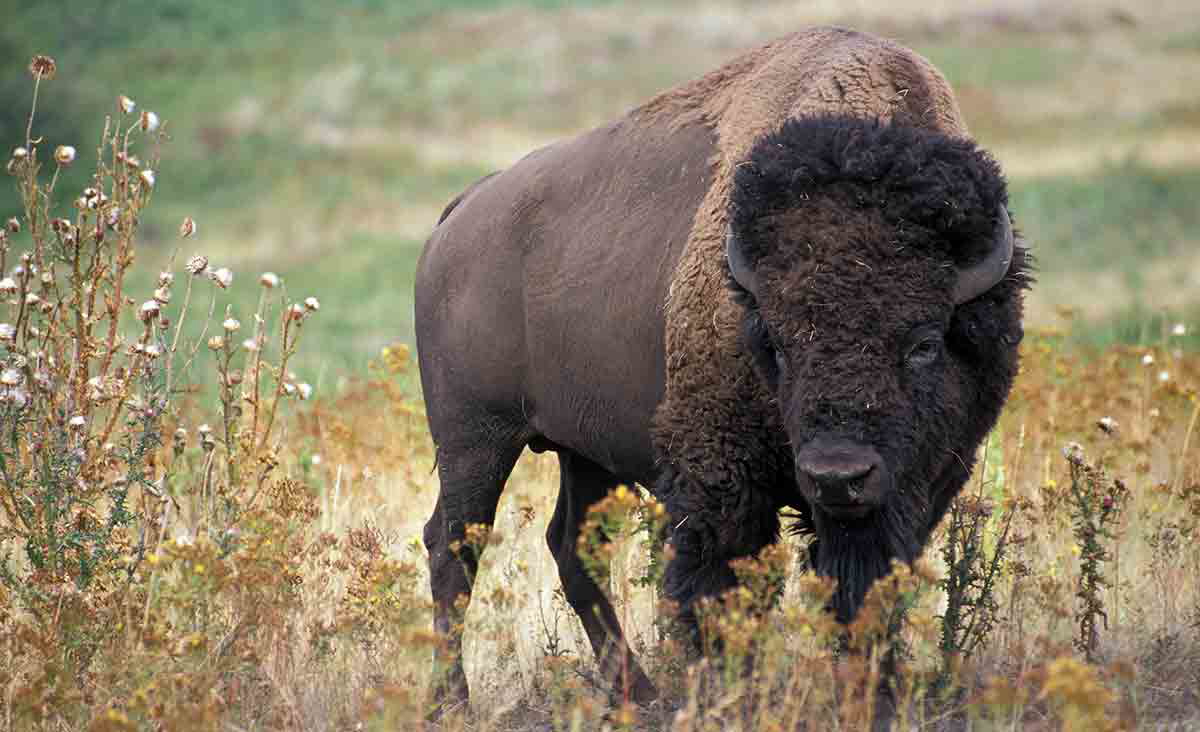 bison in field ars