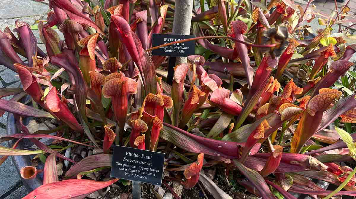 carnivorous pitcher plants