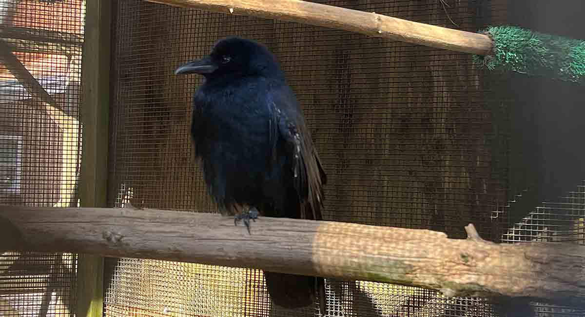 cedar run crow