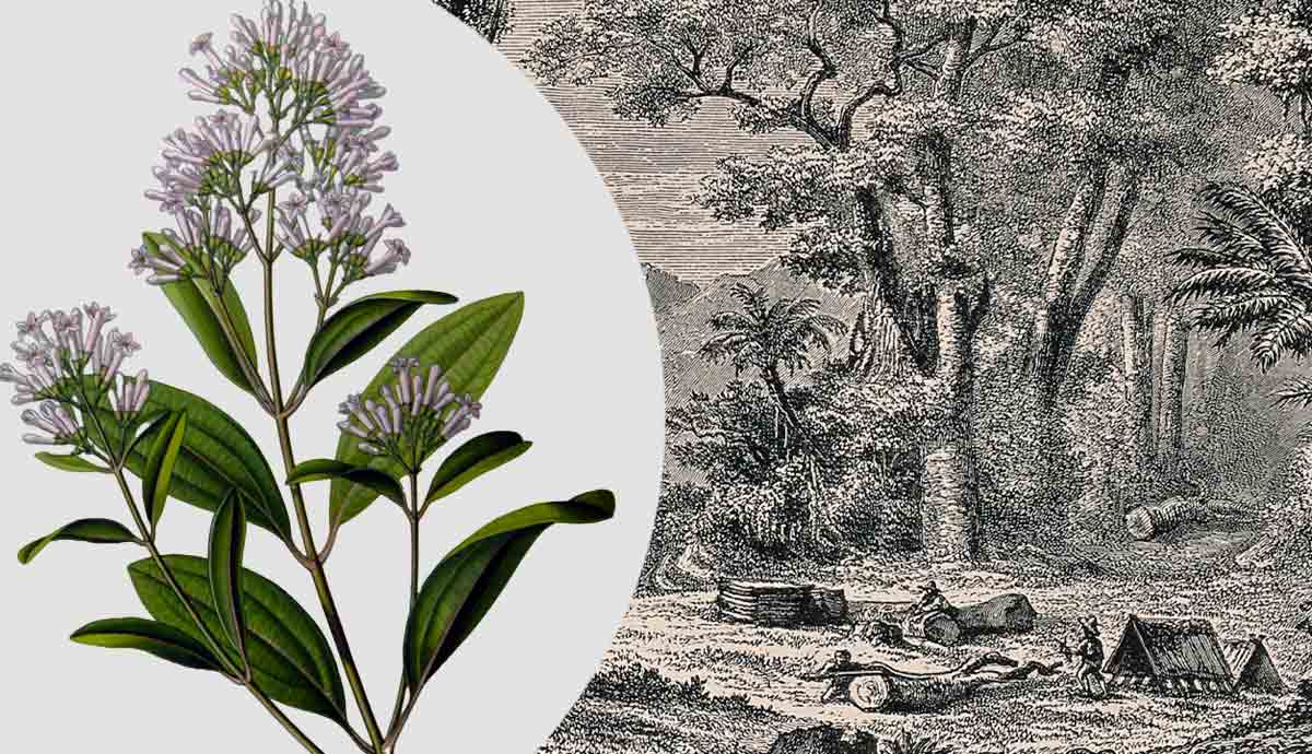 Cinchona plant beside forest engraving
