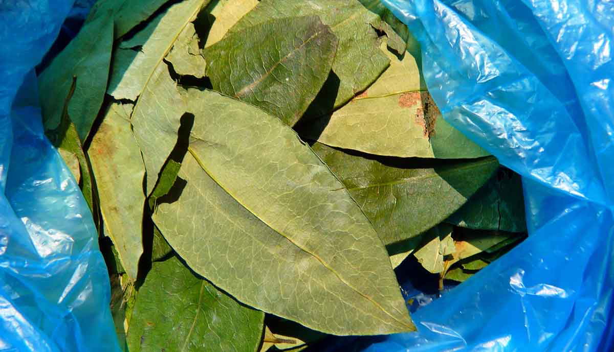 coca leaves