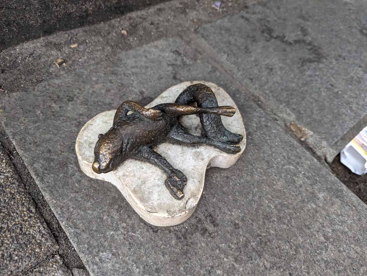 dead squirrel