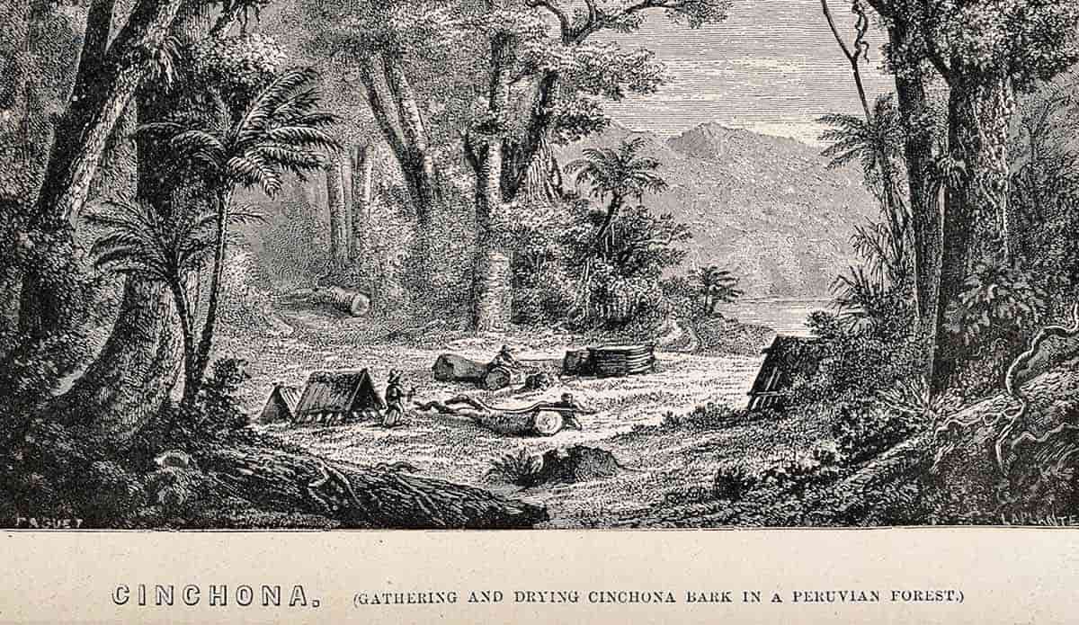 drying chinchona in peruvian forest