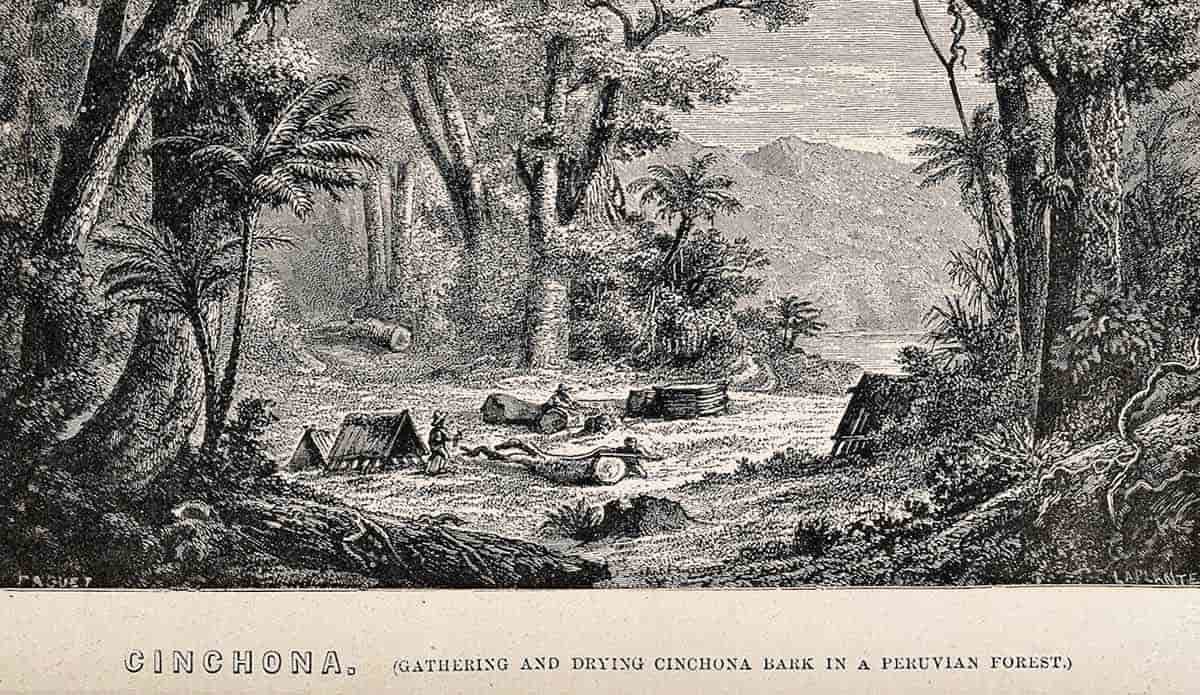 drying chinchona in peruvian forest