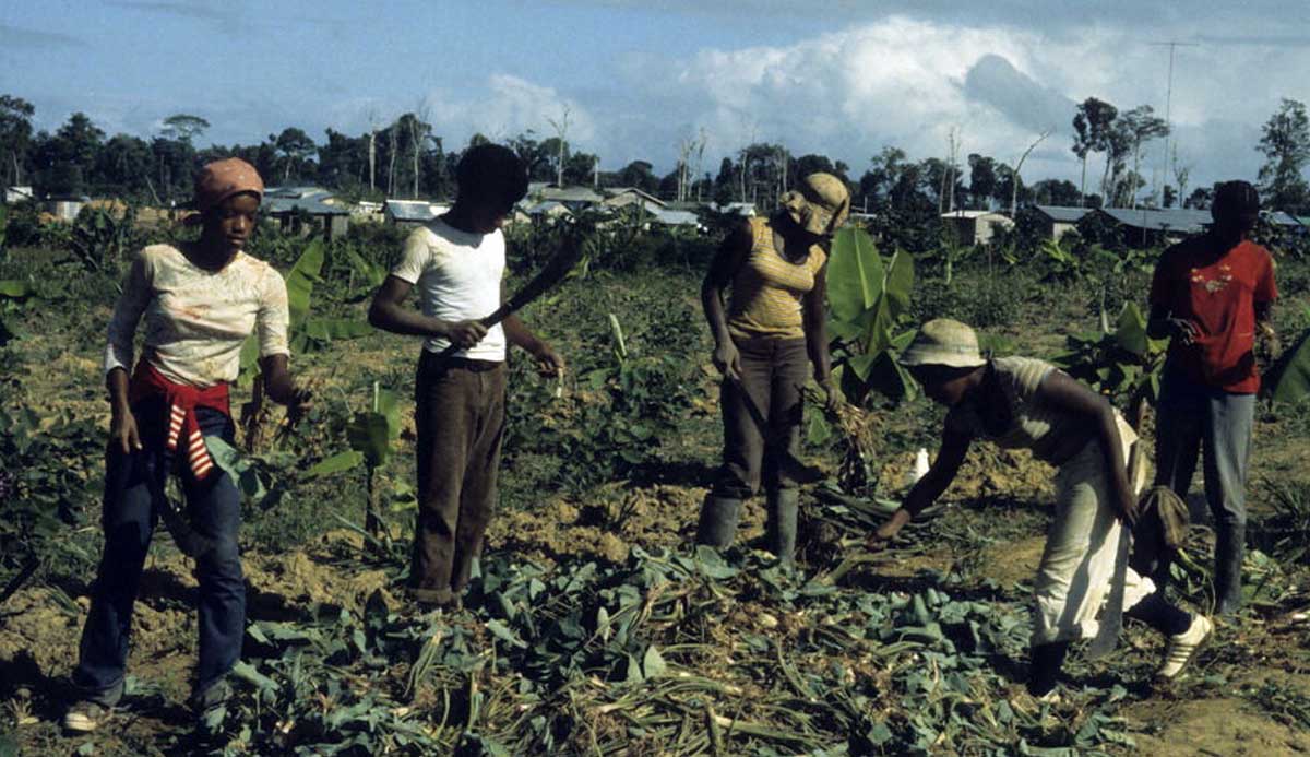 followers farming in jonestown
