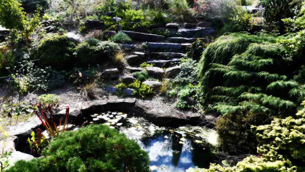 freilinghuysen arboretum pond