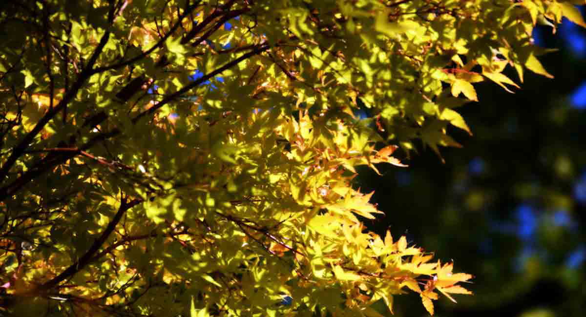 freilinghuysen maple tree