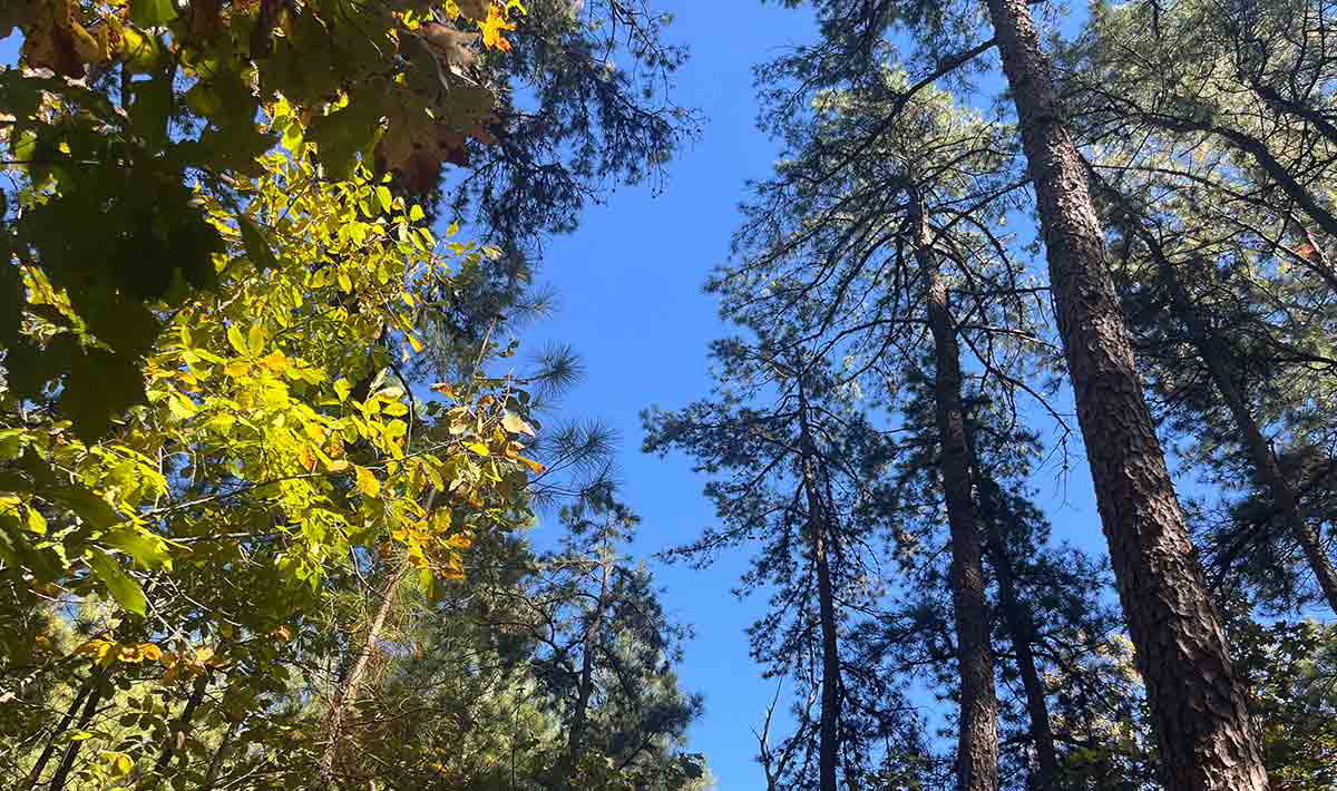 garden state batona pitch pine