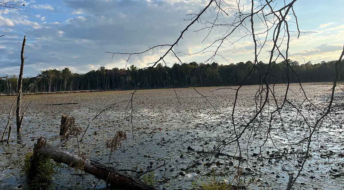 garden state black run bog