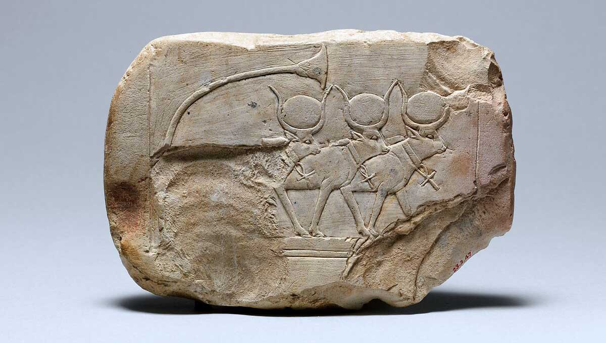 hathor cows met