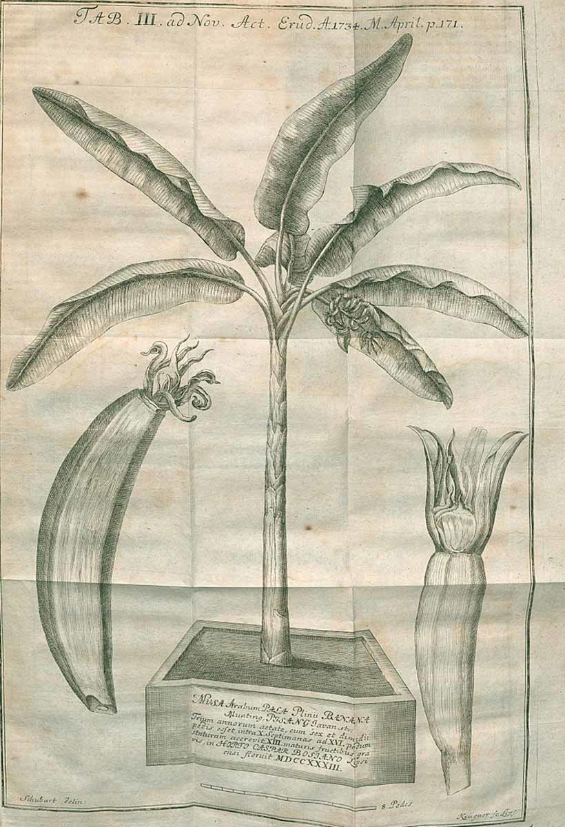 illustration bananas nautical superstitions