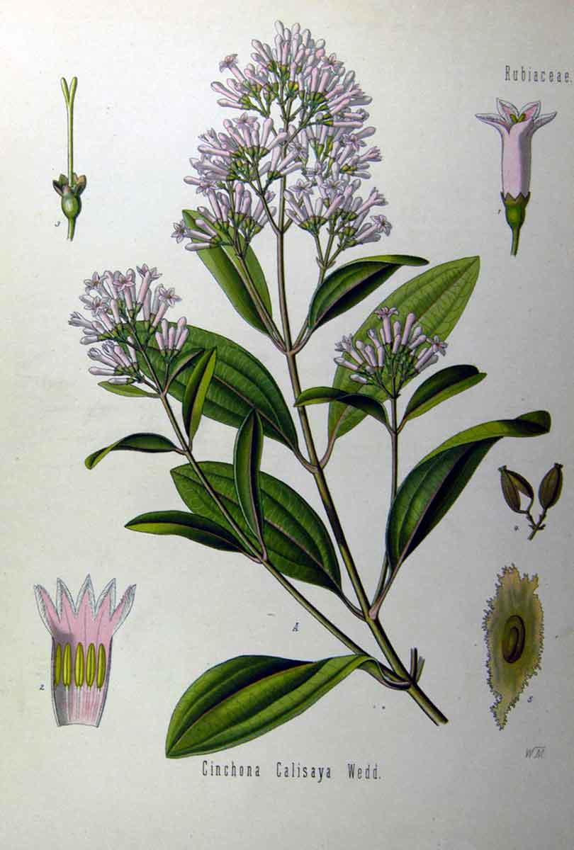 illustration of chinchona