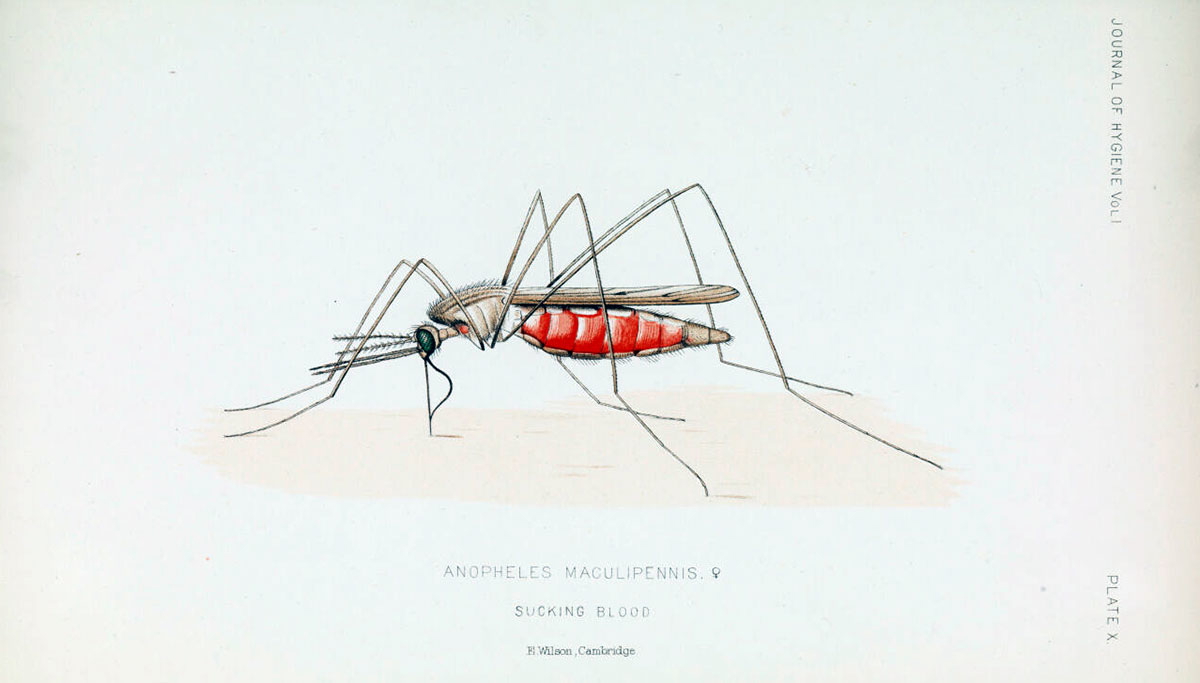 illustration of malaria mosquito