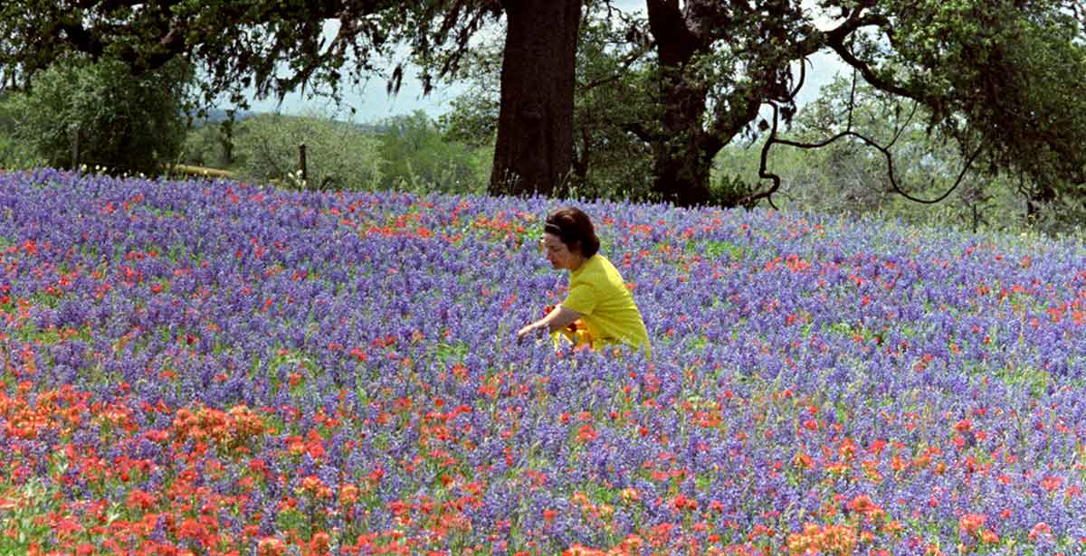 lady bird johnson texas wildflowers photo