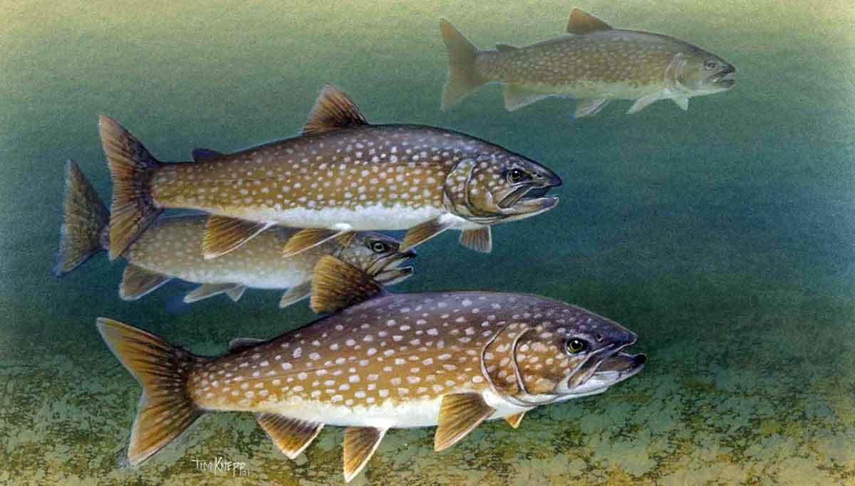 lake trout fishes