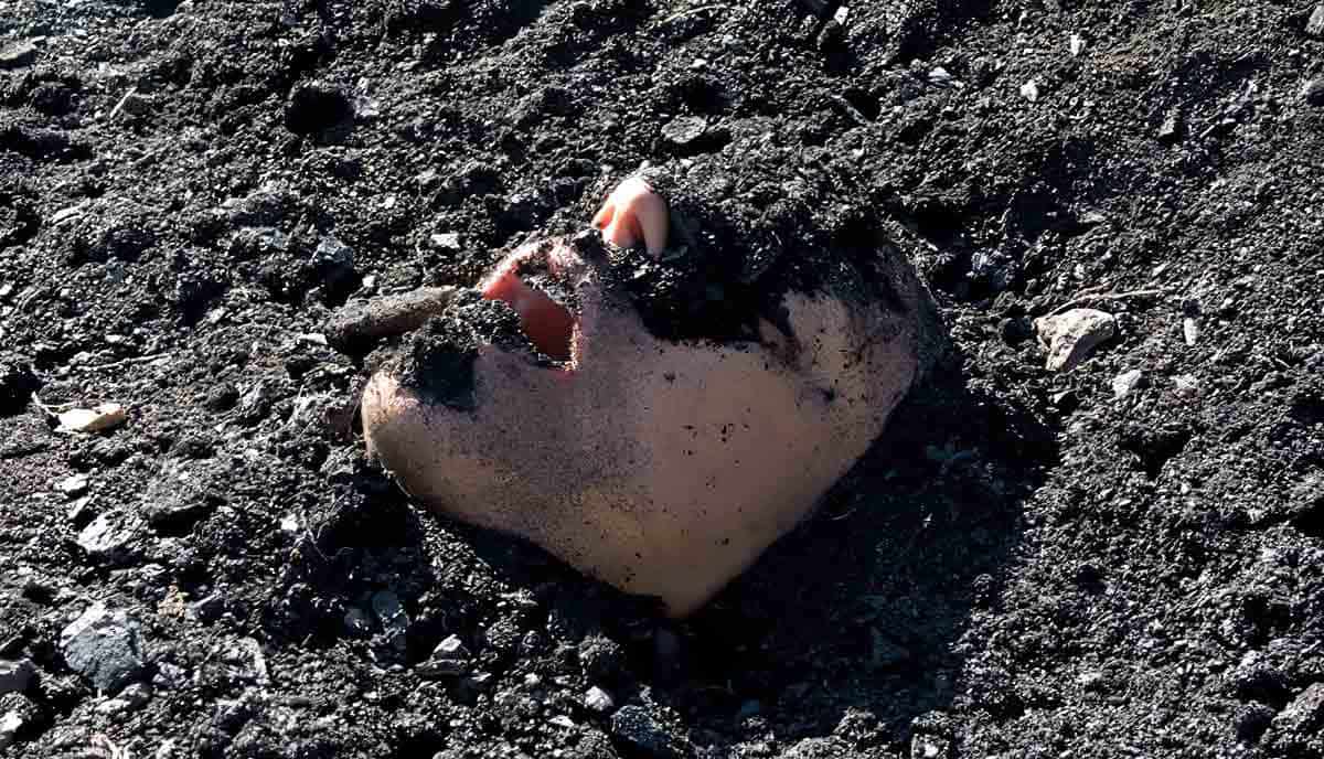 mariam ghani black coal dust new mexico
