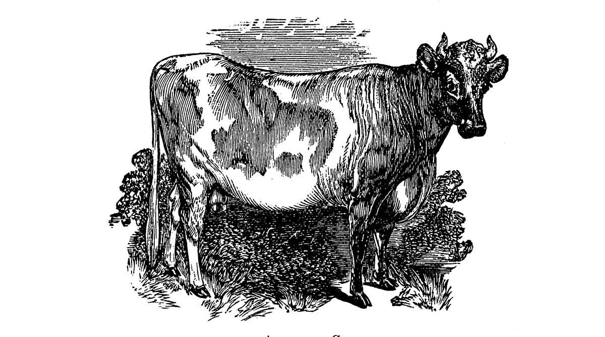 milk cow black and white