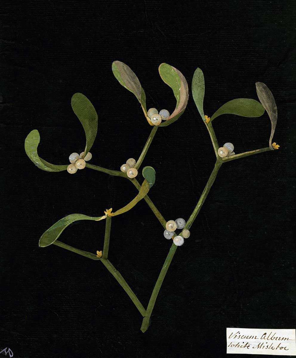 mistletoe christmas traditions