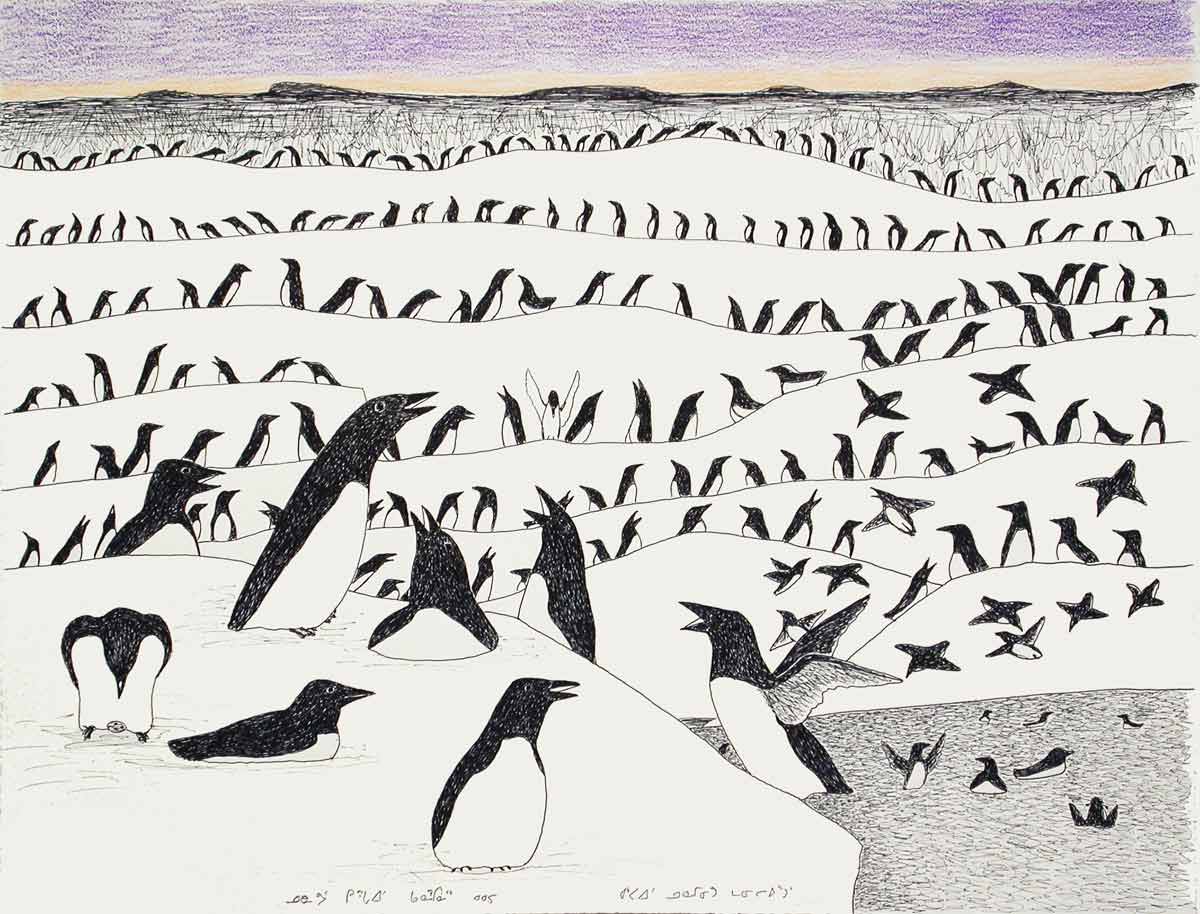 murres eggs island