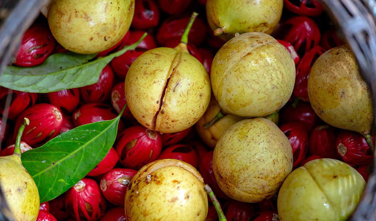 nutmeg from banda islands