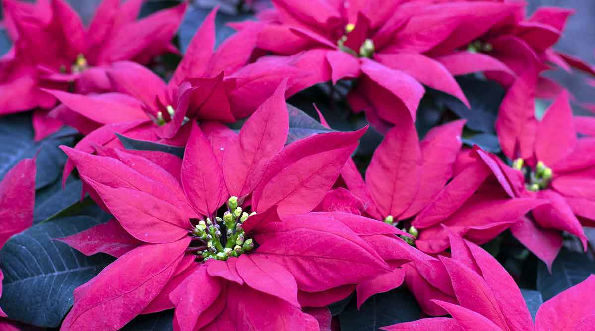 poinsettia cuetlaxochitl aztec mexica