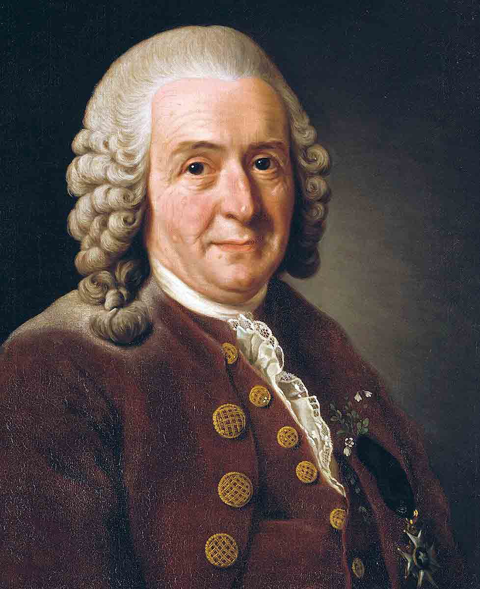 portrait of carl linneaus